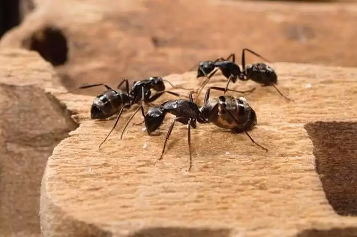 Ants Pest Control Service