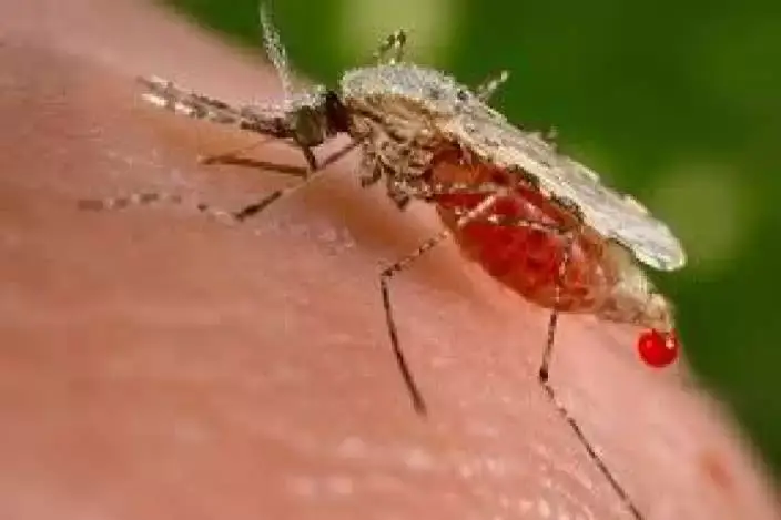 Mosquito Pest Control Service