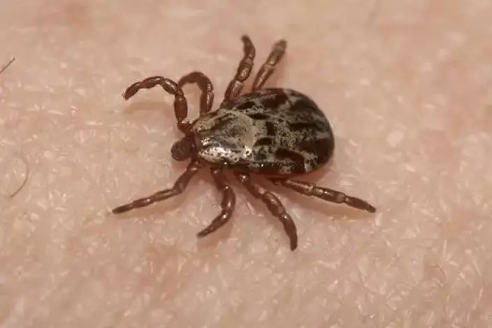 Ticks Pest Control Service